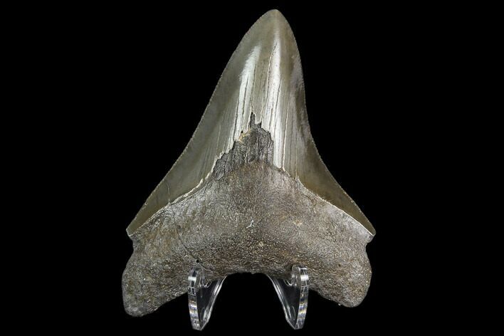 Serrated Fossil Megalodon Tooth #129989